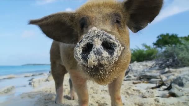 Commonwealth Pig Big Major Cay Sunshine Paddling Remote Tropical Beach — Stock Video