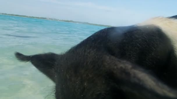 Bahamas Pig Beach Vilda Svin Njuter Paddel Tropiska Karibiska Havet — Stockvideo