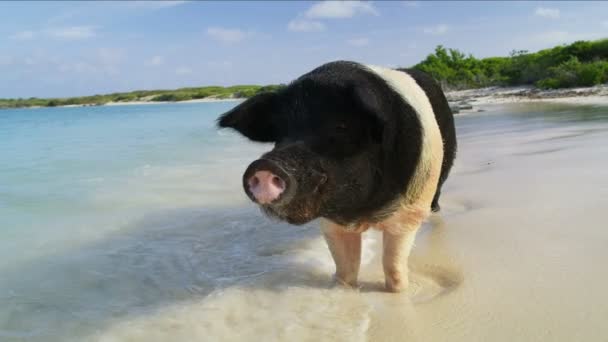 Big Major Cay Wild Pig Enjoying Water Beach Sunshine Uninhabited — Stock Video