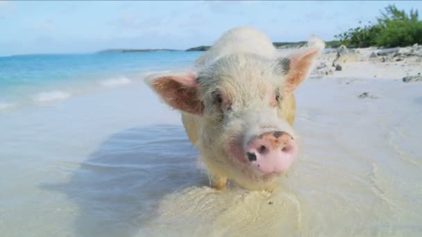 リモートの熱帯のビーチの島バハマ カリブの観光をパドリング日差しの中で大きな大きなケイ連邦豚 — ストック動画
