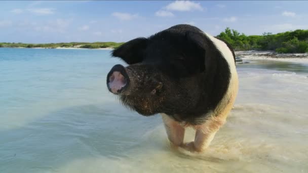 熱帯の楽園カリブ海バハマ日光を吸収し 海の波を楽しむの海岸線に立っている野生の豚 — ストック動画