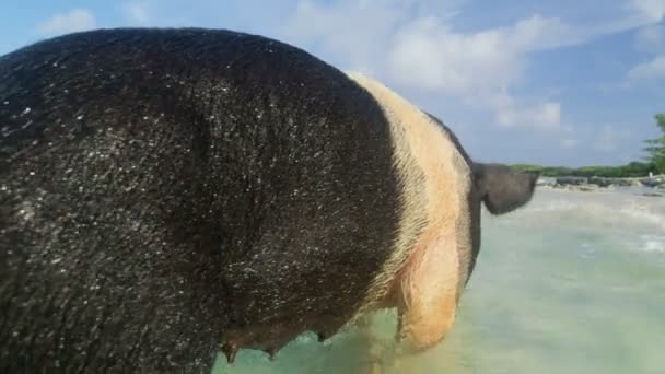 Commonwealth Pigs Big Major Cay Sunshine Paddling Remote Tropical Beach — Stock Video