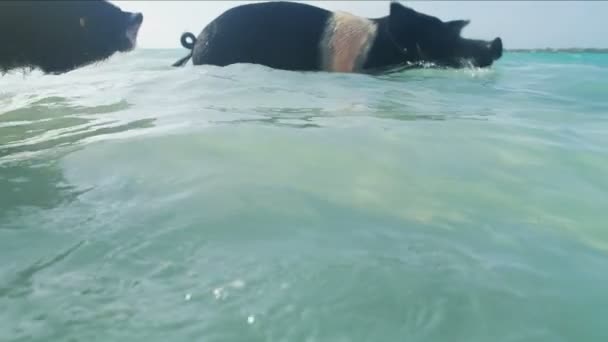在海洋中游泳的野猪浸泡在巴哈马的阳光下 享受海浪的热带天堂加勒比海 — 图库视频影像