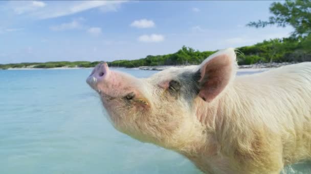 大きな主要なケイ バハマ カリブ島の無人の暖かい熱帯の海の水を浴びて太陽の下で幸せな豚 — ストック動画