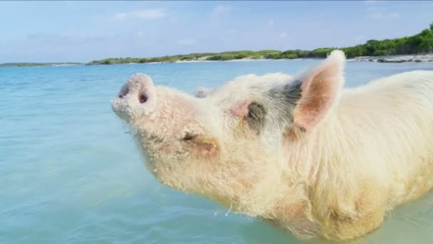 Wild Pig Soaking Midday Sun Big Major Cay Uninhabited Tropical — Stock Video