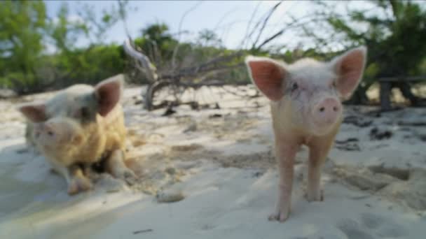 Свинья Поросенок Отдыхают Пляже Дикой Природе Тропическом Необитаемом Острове Райском — стоковое видео