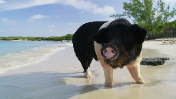 Bahamas Playa Cerdo Vista Cerdo Salvaje Disfrutando Chapuzón Mar Tropical — Vídeos de Stock