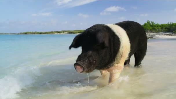 Bahamas Pig Spiaggia Vista Del Maiale Selvatico Godendo Oceano Nei — Video Stock