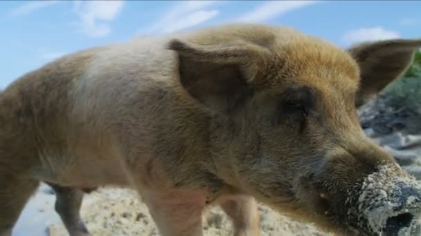 Big Major Cay Wild Pig Enjoying Bit Beach Time Sunshine — Stock Video