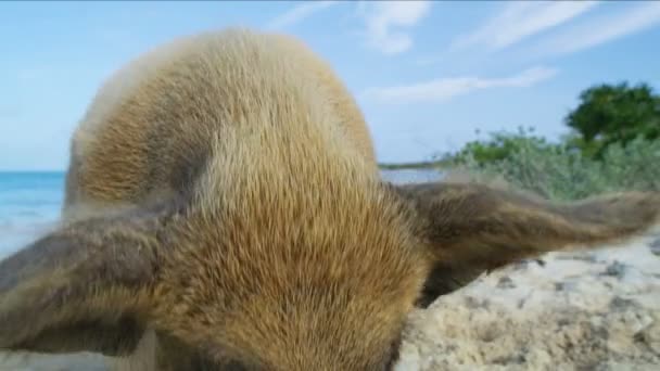 Pig Relaxing Beach Wild Tropical Uninhabited Island Paradise Tourist Attraction — Stock Video