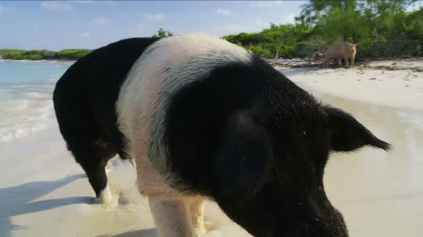 Cerdos Mancomunidad Big Major Cay Sol Remando Remota Isla Playa — Vídeo de stock