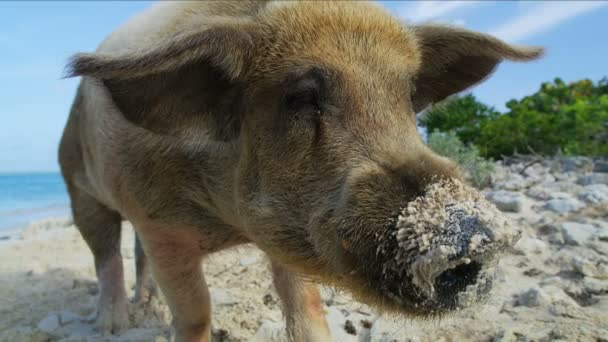 Big Major Cay Wild Pig Enjoying Bit Beach Time Sunshine — Stock Video