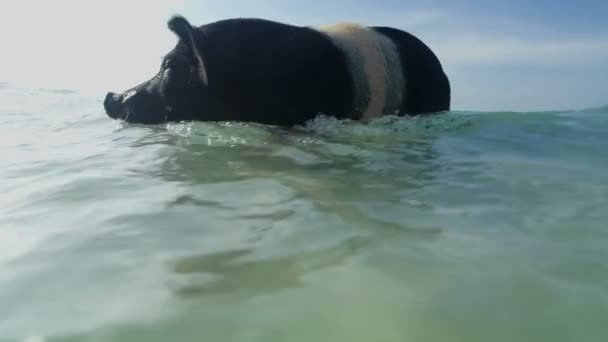 Big Major Cay Vista Porco Remando Uma Ilha Tropical Nas — Vídeo de Stock