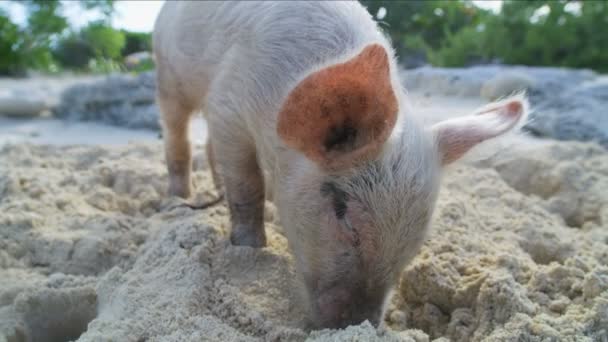 Big Major Cay Piglet Relajarse Playa Naturaleza Isla Deshabitada Tropical — Vídeo de stock