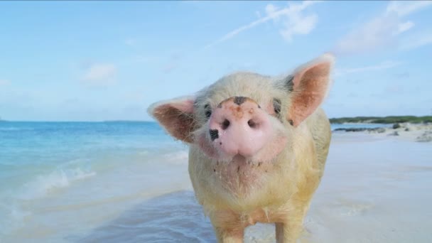 Pig Relaxing Beach Wild Tropical Uninhabited Island Paradise Tourist Attraction — Stock Video