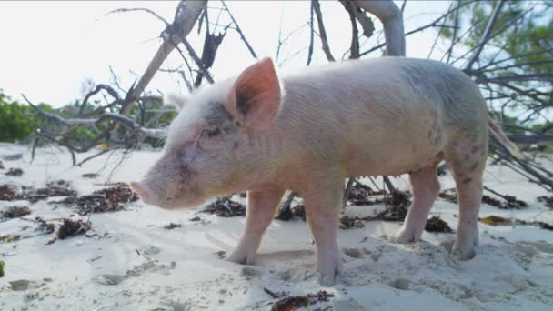 Piglet Relaxing Beach Wild Tropical Uninhabited Island Paradise Tourist Attraction — Stock Video