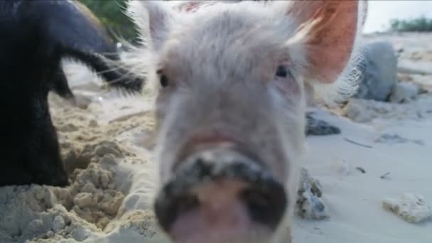 豚と熱帯無人島バハマ カリブの楽園観光における野生のビーチでリラックスしたピグレット — ストック動画