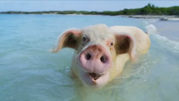 Bahamas Pig Beach View Wild Pig Enjoying Dip Tropical Caribbean — Stock Video