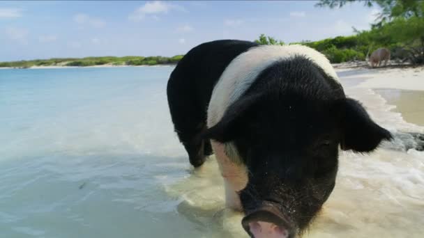 Bahamas Pig Beach Vilda Svin Njuter Paddel Tropiska Karibiska Havet — Stockvideo