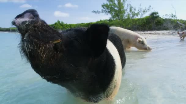Счастливые Свиньи Солнечном Свете Купаются Теплых Тропических Водах Океана Необитаемом — стоковое видео