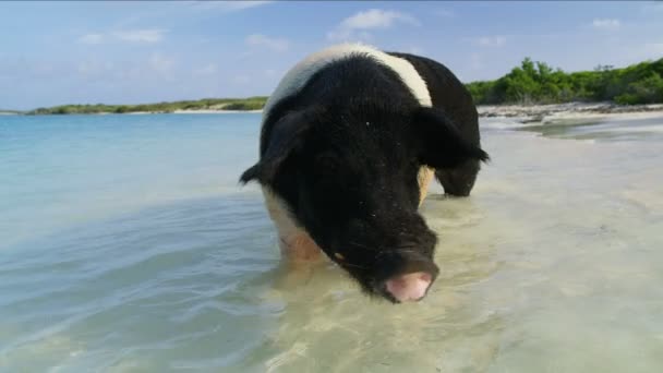 Commonwealth Pig Big Major Cay Sunshine Paddling Remote Tropical Beach — Stock Video