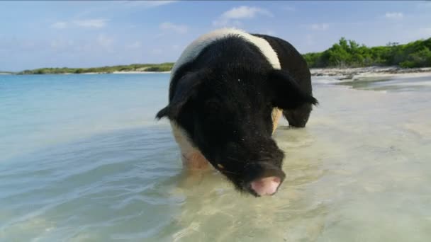 Samväldet Gris Stora Stora Cay Solskenet Paddling Avlägsen Tropisk Strand — Stockvideo