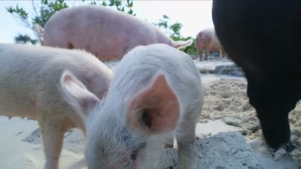 豚と熱帯無人島バハマ カリブの楽園観光における野生のビーチでリラックスしたピグレット — ストック動画