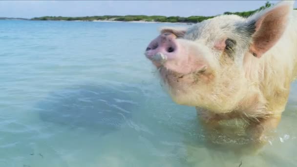 リモートの熱帯のビーチの島バハマ カリブの観光をパドリング日差しの中で大きな大きなケイ連邦豚 — ストック動画