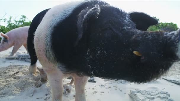 Varkens Biggen Ontspannen Het Strand Het Wild Tropische Onbewoond Eiland — Stockvideo