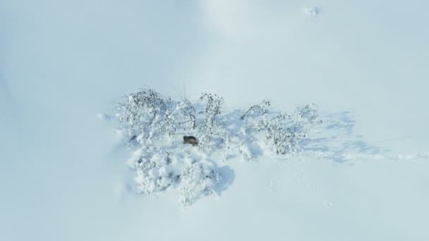 Légifelvételek a hóban futó vad rozsomák gulo borított Tordrillo hegy Kenai pusztában Alaszka Usa