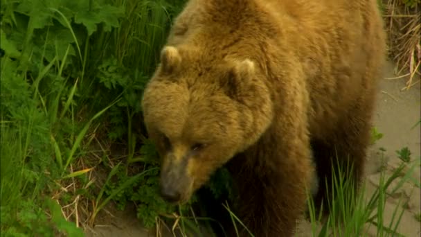 Alaskan wild brown grizzly bear Ursus arctos feeding green Summer plants in wilderness Katmai National Park Reserve Alaska America