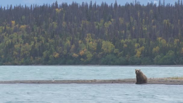 Alaskan brown grizzly bear Ursus arctos on the riverbank in wilderness of Katmai National Park Reserve Alaska America