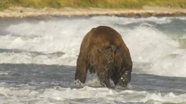 Alaskan brown grizzly bear Ursus arctos in waves of lake in wilderness Katmai National Park Reserve Alaska America