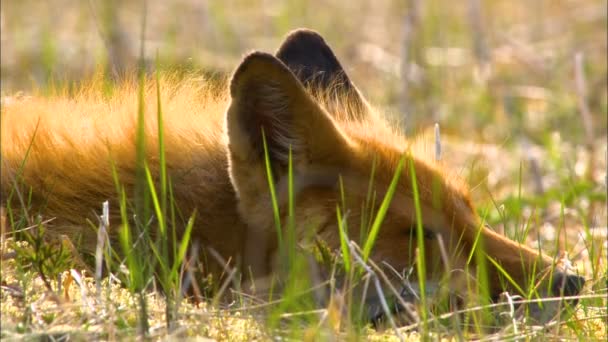 Alaskan wild red fox Vulpes vulpes lying after hunting on the wilderness Katmai National Park Reserve Alaska America
