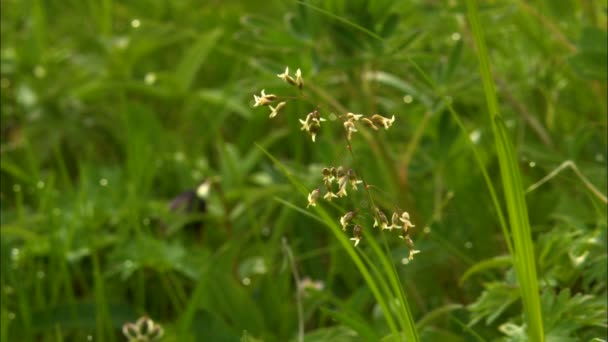 Spring wildflowers growing on the green meadow in wild clean nature of Katmai National Park Reserve Alaska America — Stock Footage Spring Wildflowers Growing Green Meadow Wild Clean Nature Katmai National Video Clip