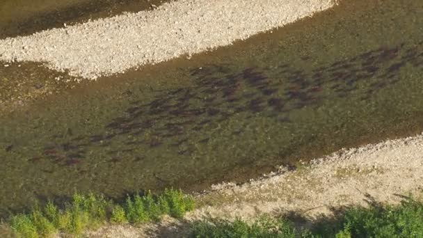 Aerial overhead view of Sockeye salmon river swimming in freshwater on there journey to the spawning grounds Kenai Alaska — Stock Footage Aerial Overhead View Sockeye Salmon River Swimming Freshwater Journey Spawning Video Clip