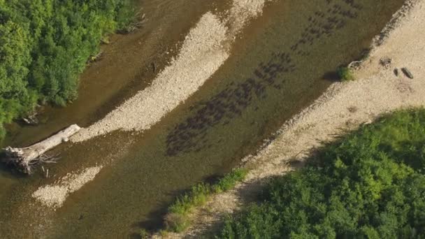 Aerial view of Sockeye salmon river swimming in freshwater on there journey to the spawning grounds Kenai Alaska — Stock Footage Aerial View Sockeye Salmon River Swimming Freshwater Journey Spawning Grounds Stock Footage