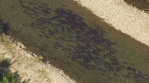 Aerial overhead view of Sockeye salmon river swimming in freshwater on there journey to the spawning grounds Kenai Alaska — Stock Footage Aerial Overhead View Sockeye Salmon River Swimming Freshwater Journey Spawning Stock Footage