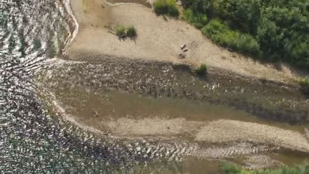 Aerial overhead view of Sockeye salmon river swimming in freshwater on there journey to the spawning grounds Kenai Alaska — Stock Footage Aerial Overhead View Sockeye Salmon River Swimming Freshwater Journey Spawning Stock Video