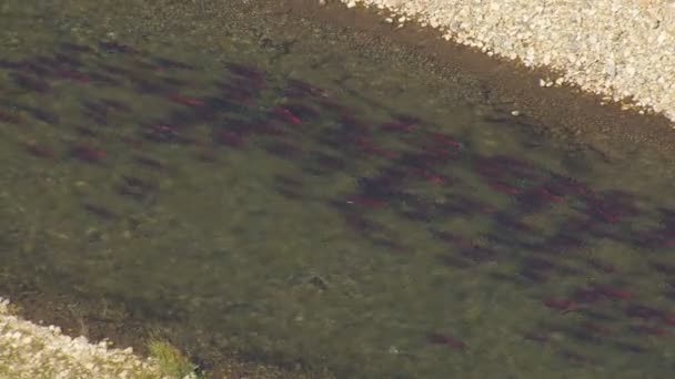 Aerial view of Sockeye salmon river swimming in freshwater on there journey to the spawning grounds Kenai Alaska — Stock Footage Aerial View Sockeye Salmon River Swimming Freshwater Journey Spawning Grounds Stock Footage