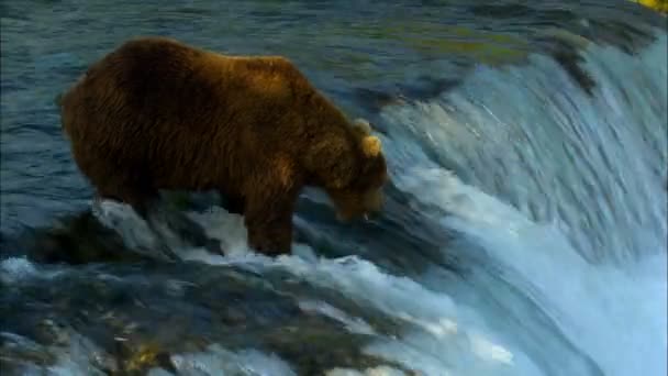 Grizzly barna medve megpróbálta elkapni hal Brooks vízesés távoli vadonban Katmai Nemzeti Park és rezervátum Alaszka Usa