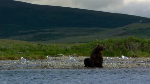Katmai National Park and Reserve brown bear in the wilderness hunting for fish wild river Alaska America