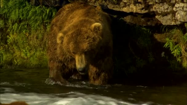 Nagy barna medve Folyami halászat-vízesés a hal távoli vadonban Katmai Nemzeti Park és rezervátum Alaszka Usa közelében