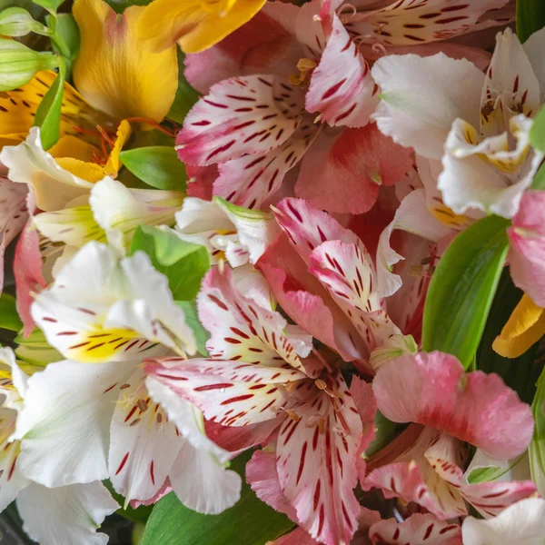 金银花花特写。 照片背景为白色、粉色和黄色花朵 — 图库照片