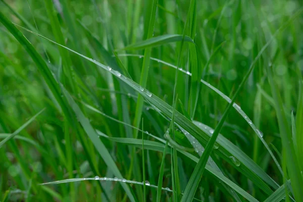 Arrière-plan pour bannière avec herbe verte. La texture de l'herbe. Fond printemps et été pour une bannière avec herbe — Photo