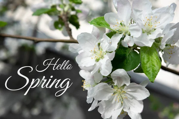 Bonjour Spring. Carte de vœux avec l'inscription et les fleurs d'un pommier gros plan. Floraison printanière des arbres fruitiers . — Photo