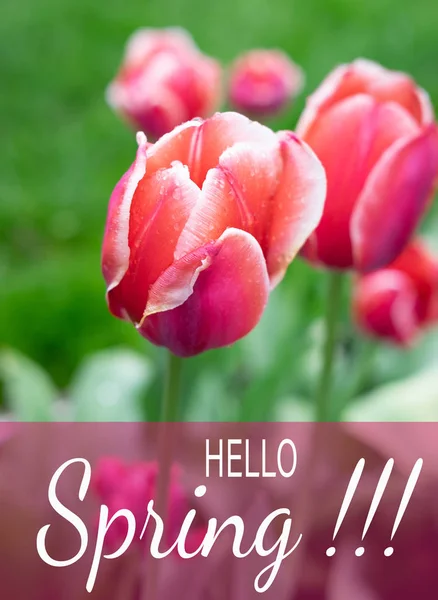 Hej våren. Grattis inskriptionen på ett vertikalt kort med en rosa tulpan. Foto för blogg inlägg och grattis. Slutet av vintern — Stockfoto