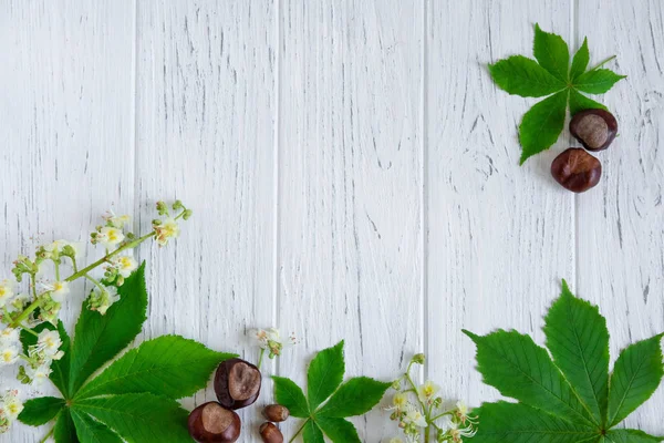 Folhas de castanha verde, castanhas e flores em um fundo de madeira leve. Design de banner para um site, uma loja sobre descontos de primavera. Banner de primavera com castanhas em um fundo de madeira — Fotografia de Stock