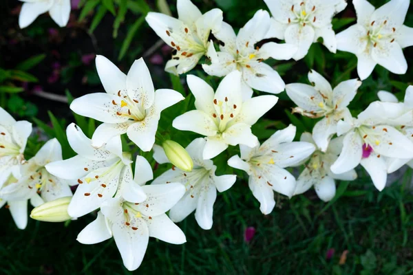 A lot of white lilies close-up. Summer flowers and floral background for design. — Stock Photo, Image