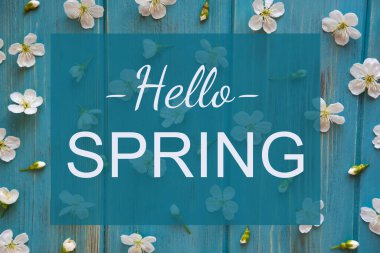 Hello Spring. Greeting card with the first flowers of an apricot tree on a blue wooden background. Flat lay, top view.